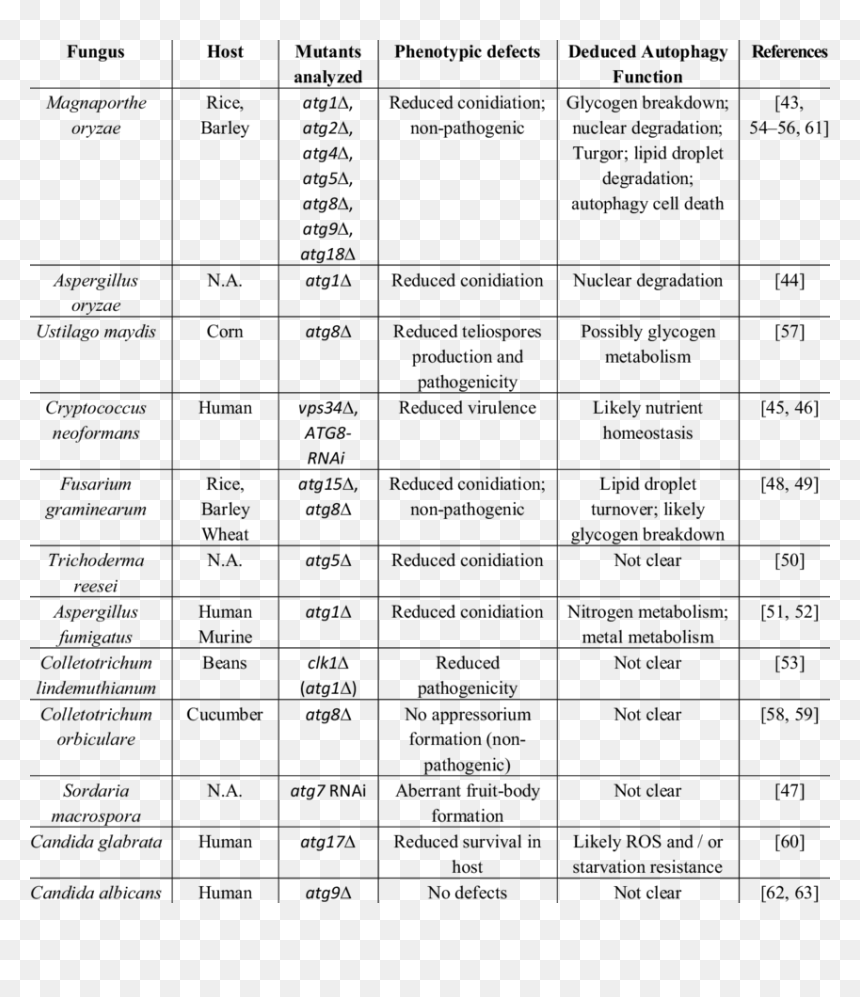 Document, HD Png Download - fungi png