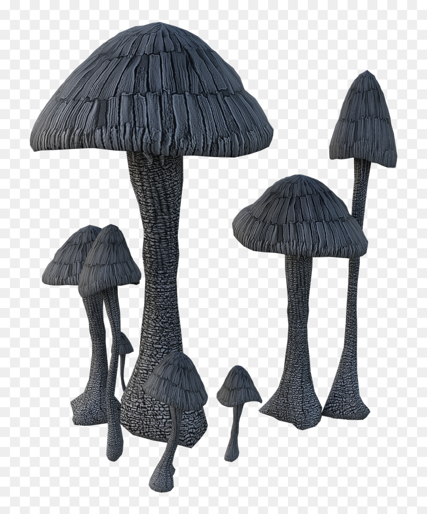 Agaricus, HD Png Download - fungi png