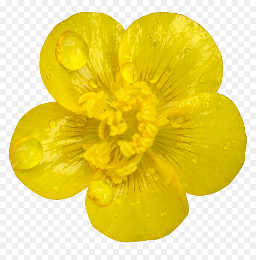 34 Photo Fleurs Deto - Albuquerque International Balloon Fiesta, HD Png Download - buttercup png