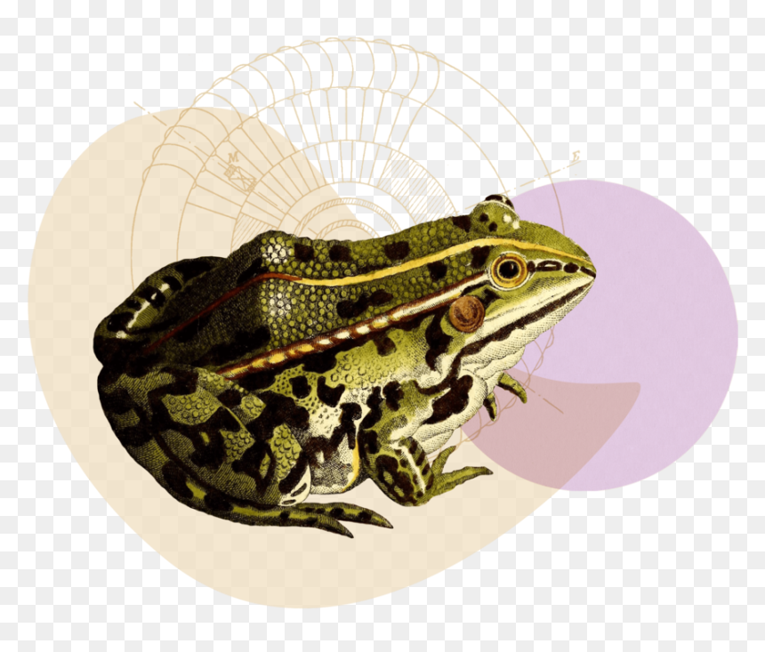 Ecommerce-copywriter - Northern Leopard Frog, HD Png Download - damn png