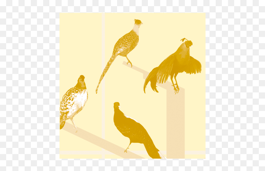 Cchorus Icons Nhmmassdsp, HD Png Download - graphic design icon png