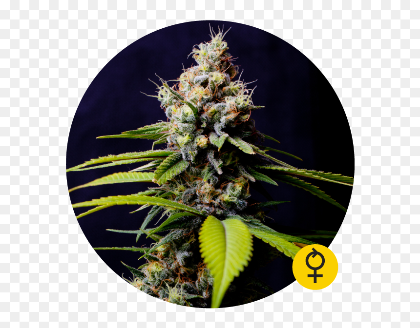 Blueberry 420 Auto Feminised Cannabis Seeds - Blueberry 420 Auto The Bulldog Seeds, HD Png Download - 420 blaze it png