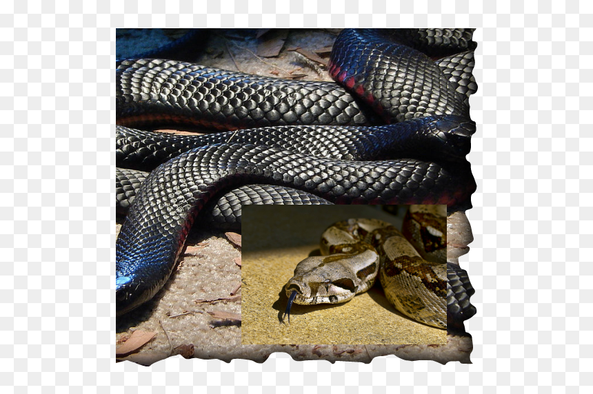 Picture - Red Belly Black Snake Head, HD Png Download - venom snake png