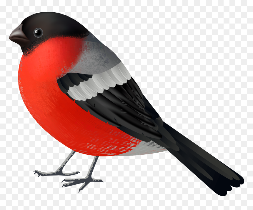 Red Black Bird Png Clip Art 2560 Of A, Transparent Png - red bird png