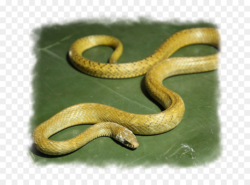 Indian Rat Snake - Serpent, HD Png Download - venom snake png