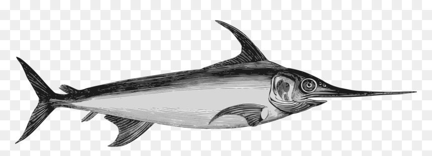 Swordfish 2 Clip Arts - Marlin Espadon Difference, HD Png Download - swordfish png