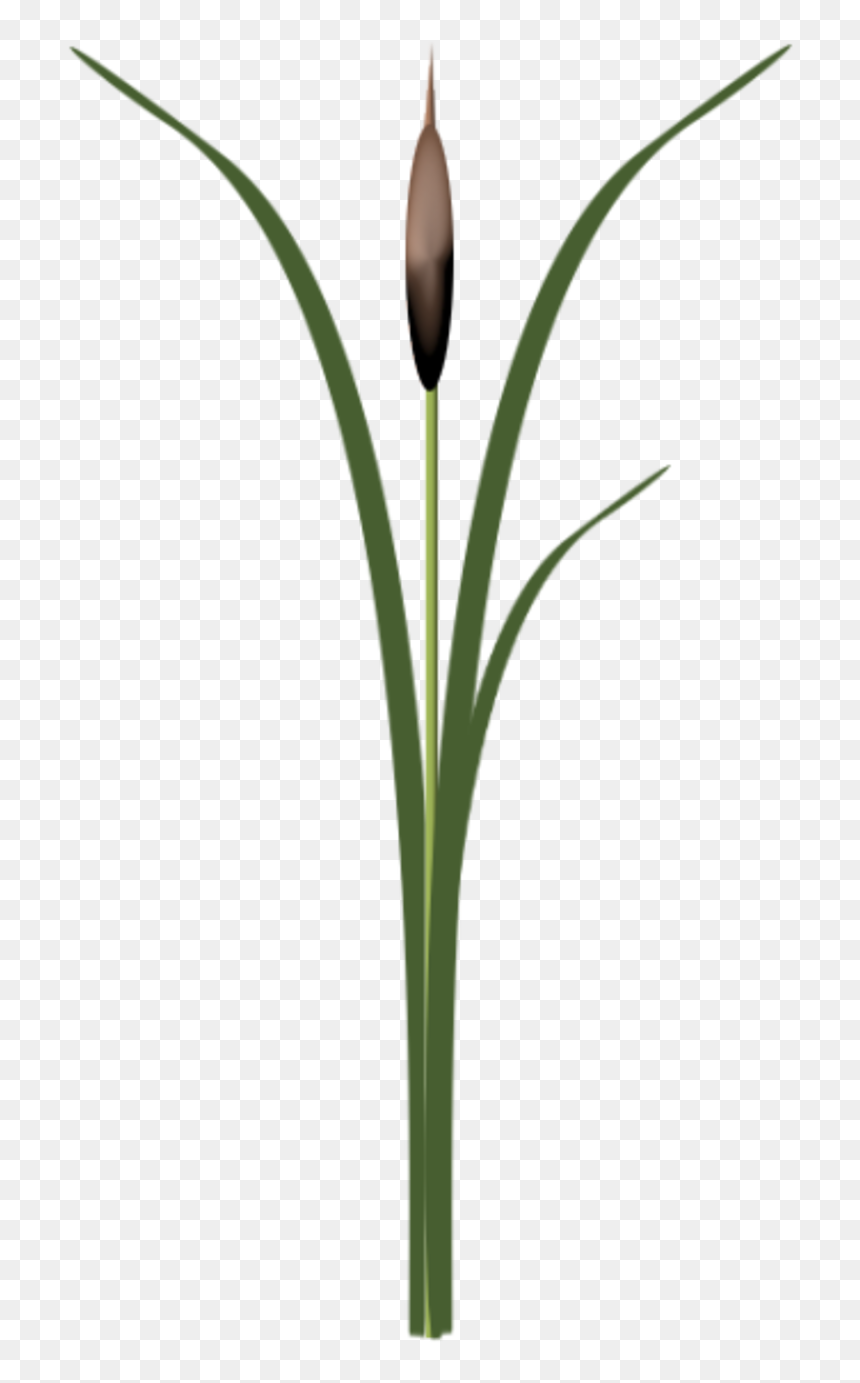 Thumb Image - Monocotyledon, HD Png Download - cattails png