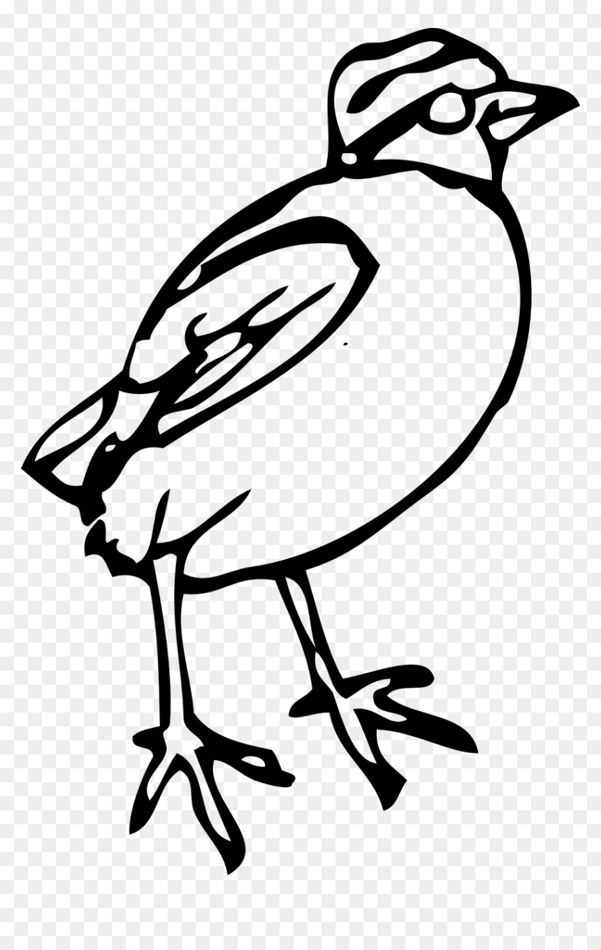 Small Bird Clipart White And Black, HD Png Download - peep png