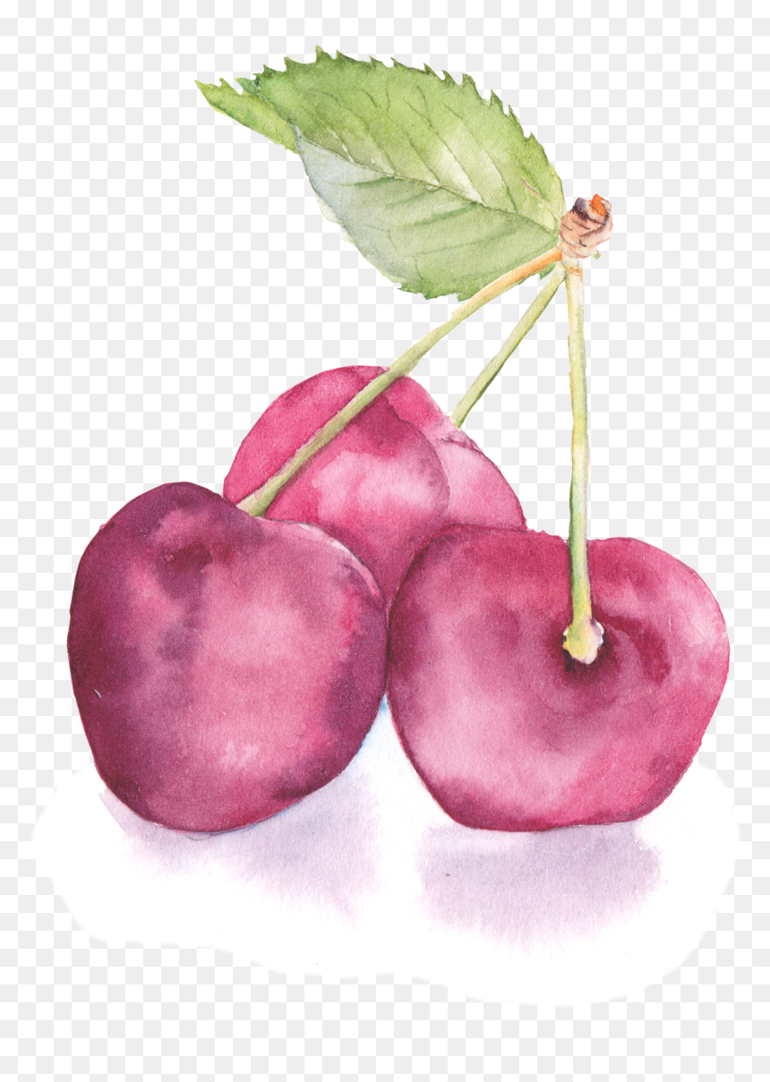 Banner Freeuse Flowers Painting Cherry Transprent Png - Watercolor Painting, Transparent Png - watercolor banner png