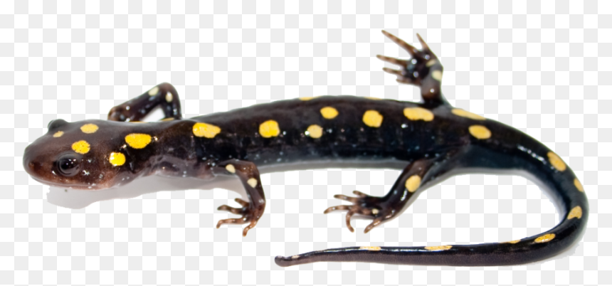 Salamander Png Image - Salamander Png, Transparent Png - salamander png
