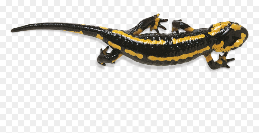 Salamander Png Photos - Salamander Png, Transparent Png - salamander png