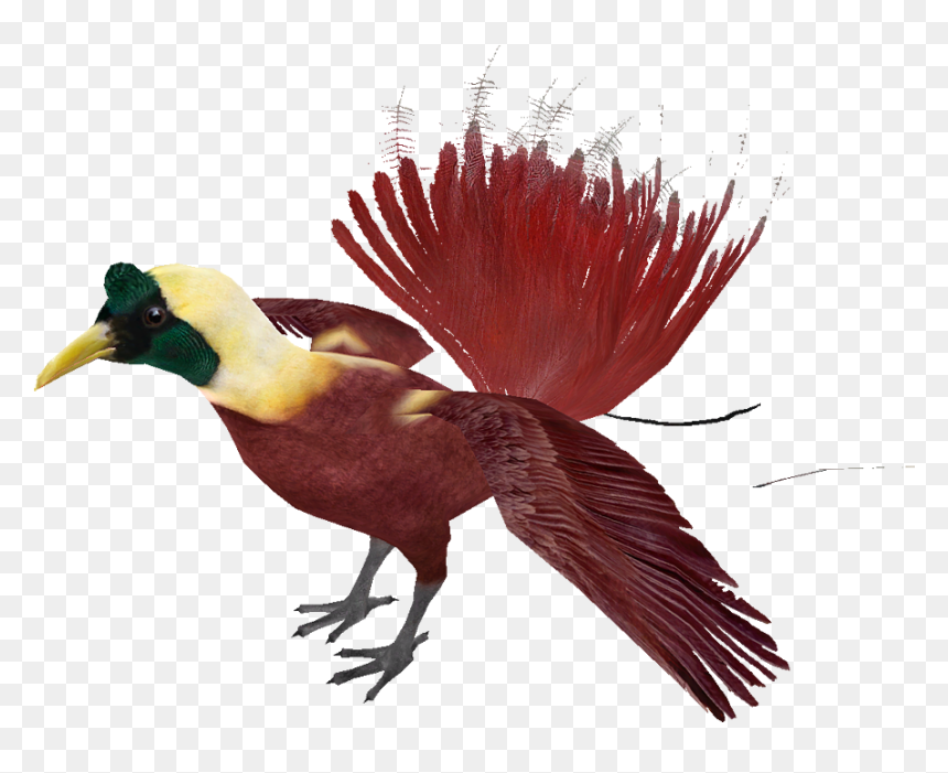 Red Bird Of Paradise - Bird Of Paradise Bird Png, Transparent Png - red bird png