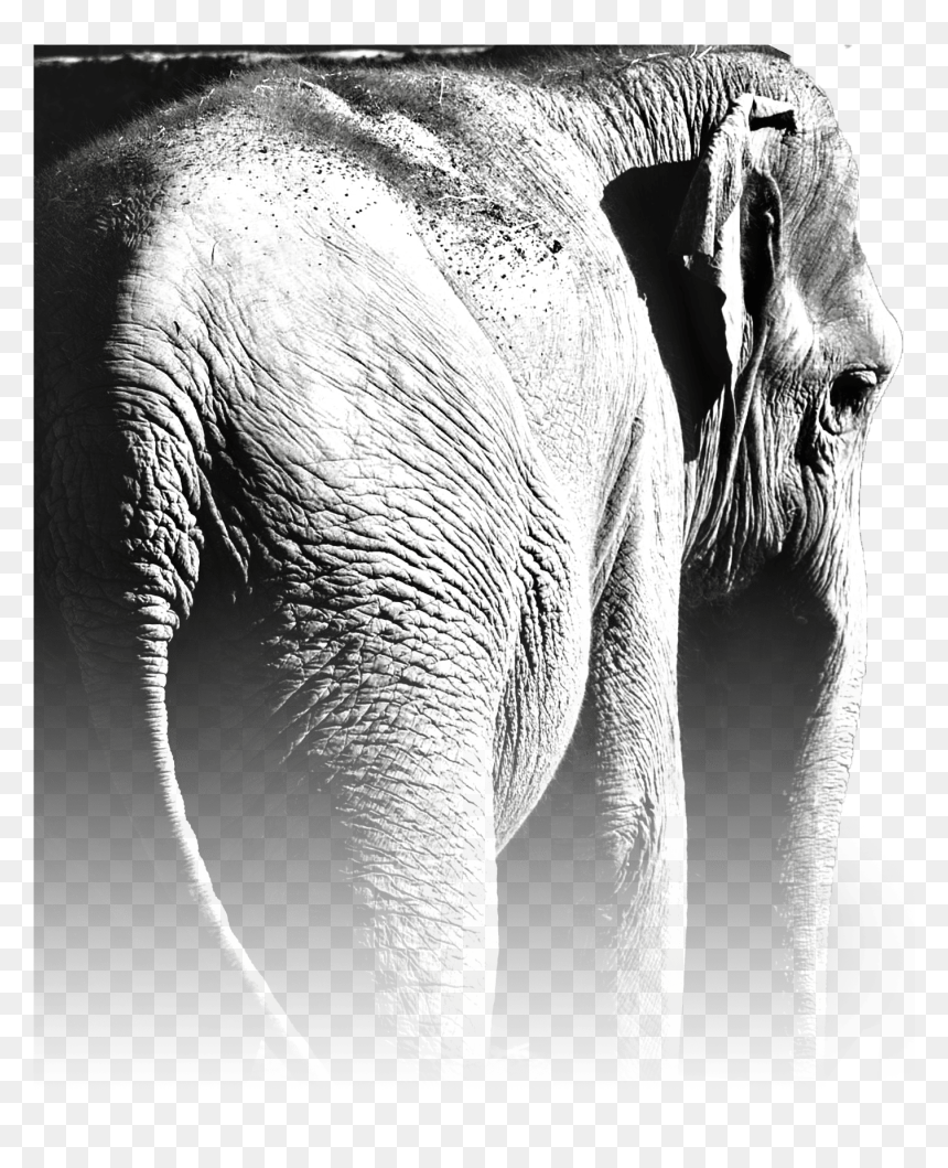 Indian Elephant, HD Png Download - minglee png