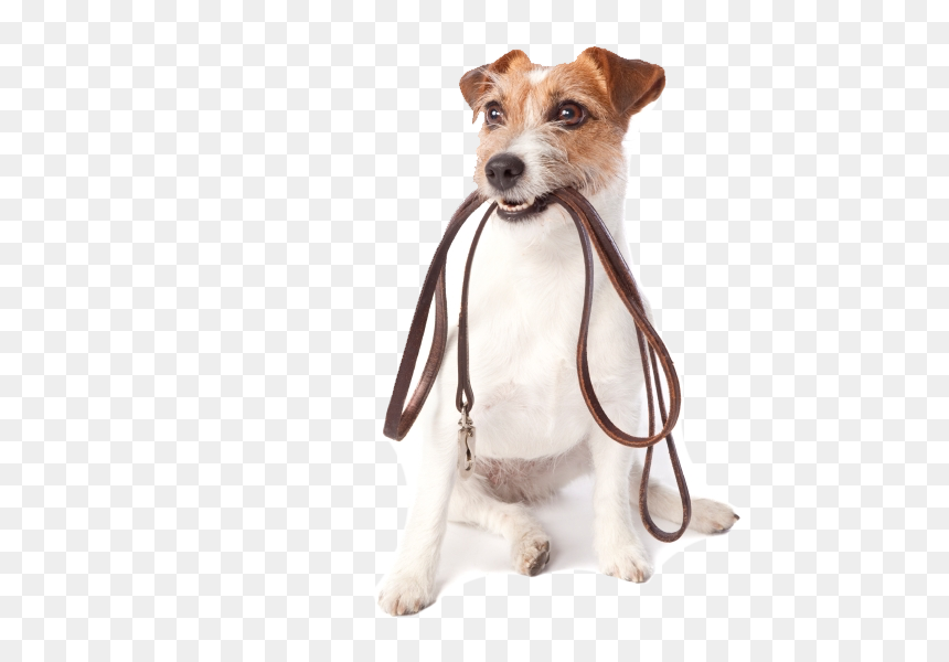 Thumb Image - Dog Walk White Background, HD Png Download - walk png