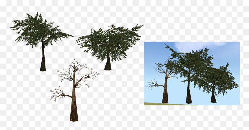 Moss Transparent Tree Png , Png Download - Pond Pine, Png Download - tree png transparent