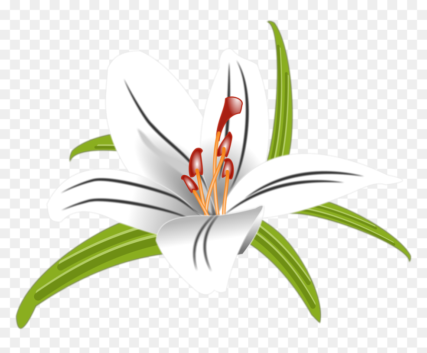Free Lily Graphic, HD Png Download - lilly png