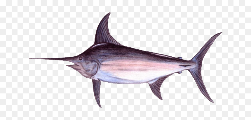 Real Good Fish - Atlantic Blue Marlin, HD Png Download - swordfish png
