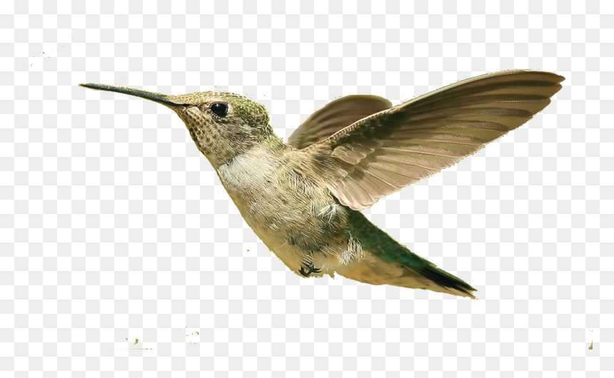 Hummingbird Png, Download Png Image With Transparent - Flying Small Bird Png, Png Download - humming bird png