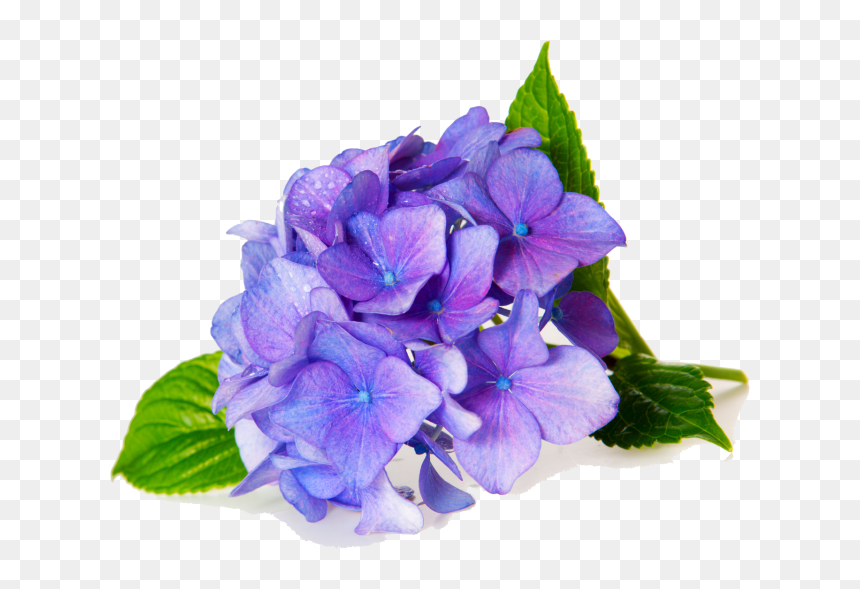 Fragrance Oil Violet , Png Download - Hydrangea, Transparent Png - violet png