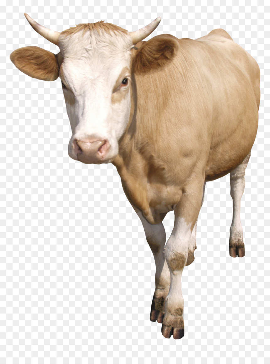 Cow Png50555 - Корова Пнг, Transparent Png - cattle png