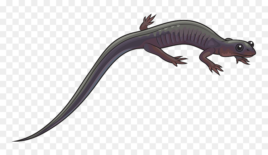 Northern Gray-cheeked Salamander Clipart - Salamander Clipart, HD Png Download - salamander png
