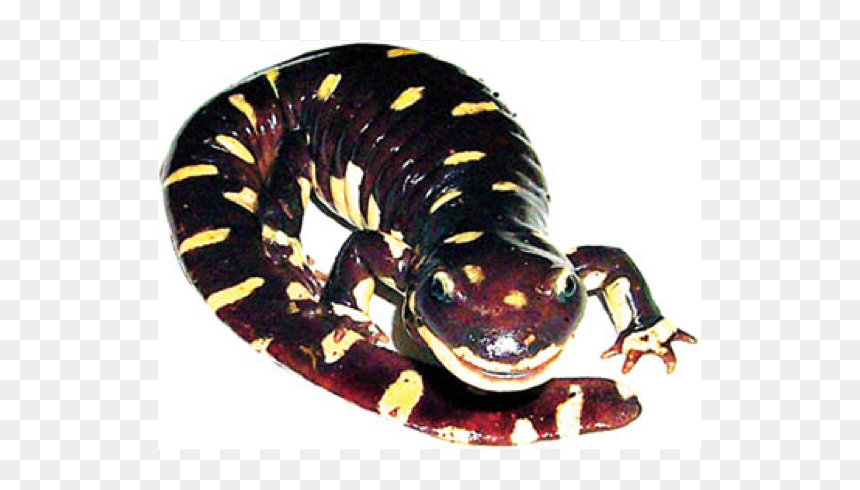 Amphibians Drawing Tiger Salamander - California Tiger Salamander Png, Transparent Png - salamander png