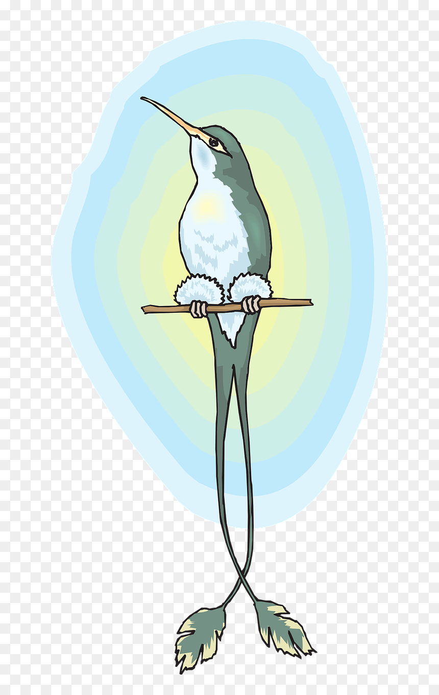 Illustration, HD Png Download - humming bird png