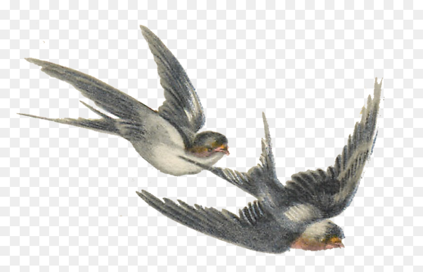 Thumb Image - Vintage Bird Transparent Background, HD Png Download - humming bird png