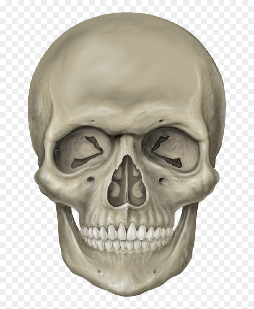 Thumb Image - Skull Head, HD Png Download - skull face png
