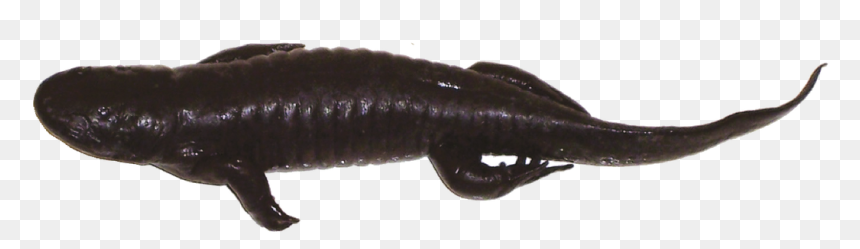 Chinese Warty Newt, HD Png Download - salamander png