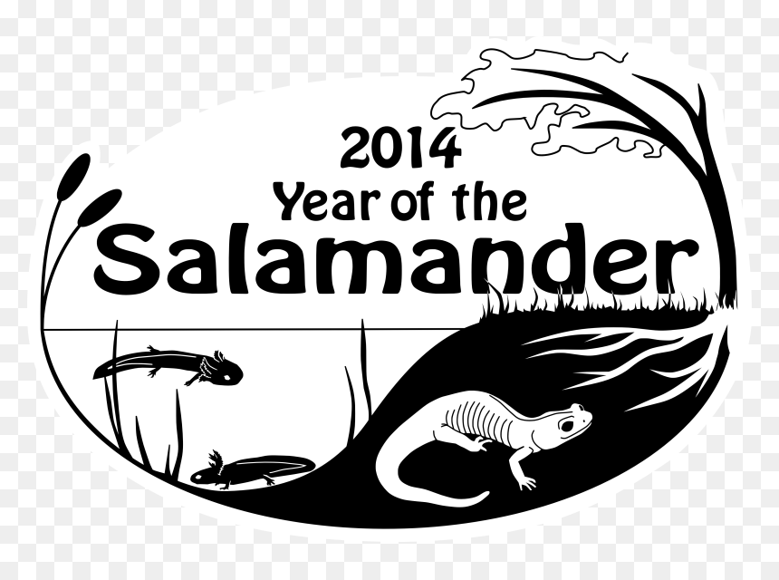 Partners In Amphibian And Reptile Conservation Is An - Illustration, HD Png Download - salamander png