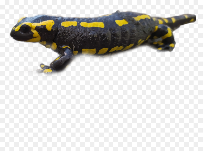 #salamander - Chinese Warty Newt, HD Png Download - salamander png
