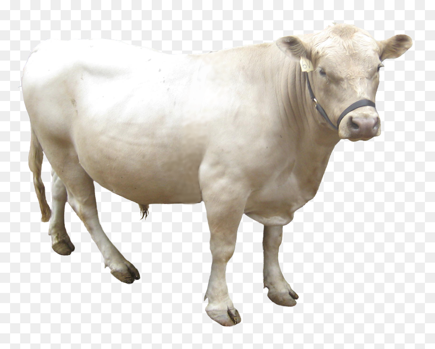 Thumb Image - Dairy Cow, HD Png Download - cattle png