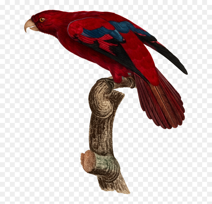 Macaw,parrot,bird - Parrots, HD Png Download - red bird png
