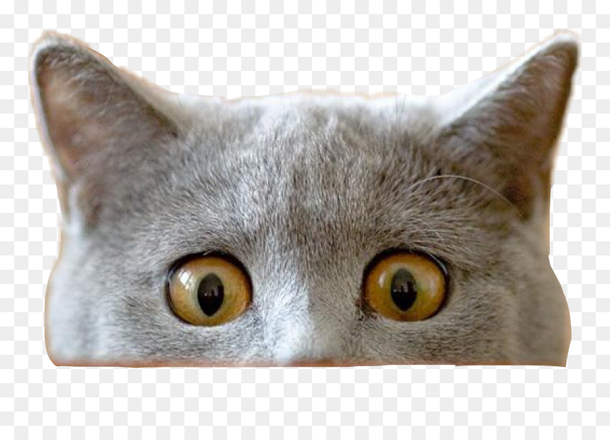 Cat Peeking Transparent Png , Png Download - Funny Cat Transparent Background, Png Download - peeking png