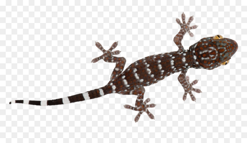 Turkish Gecko , Png Download - Turkish Gecko, Transparent Png - gecko png