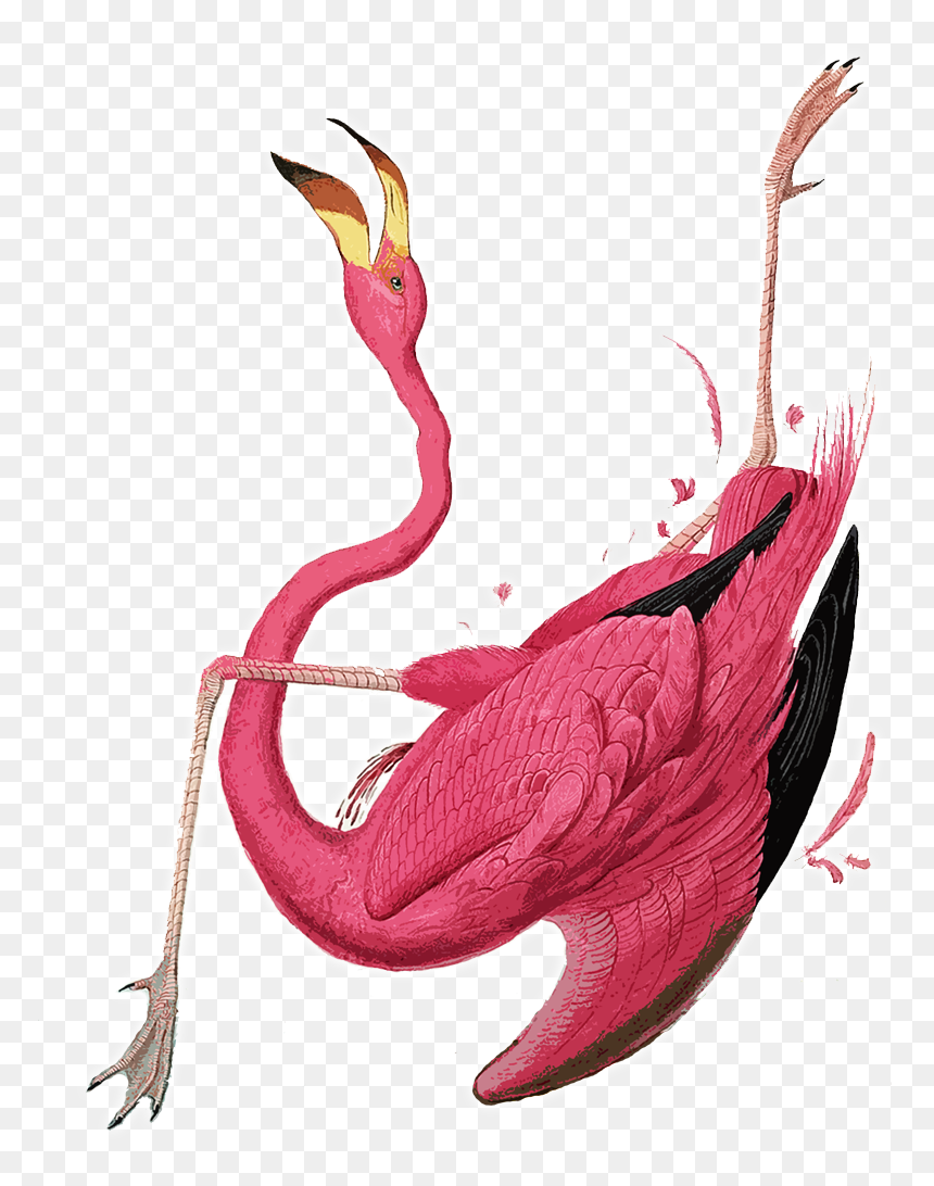 2015 Logo Bird - Walton Ford Flamingo, HD Png Download - red bird png