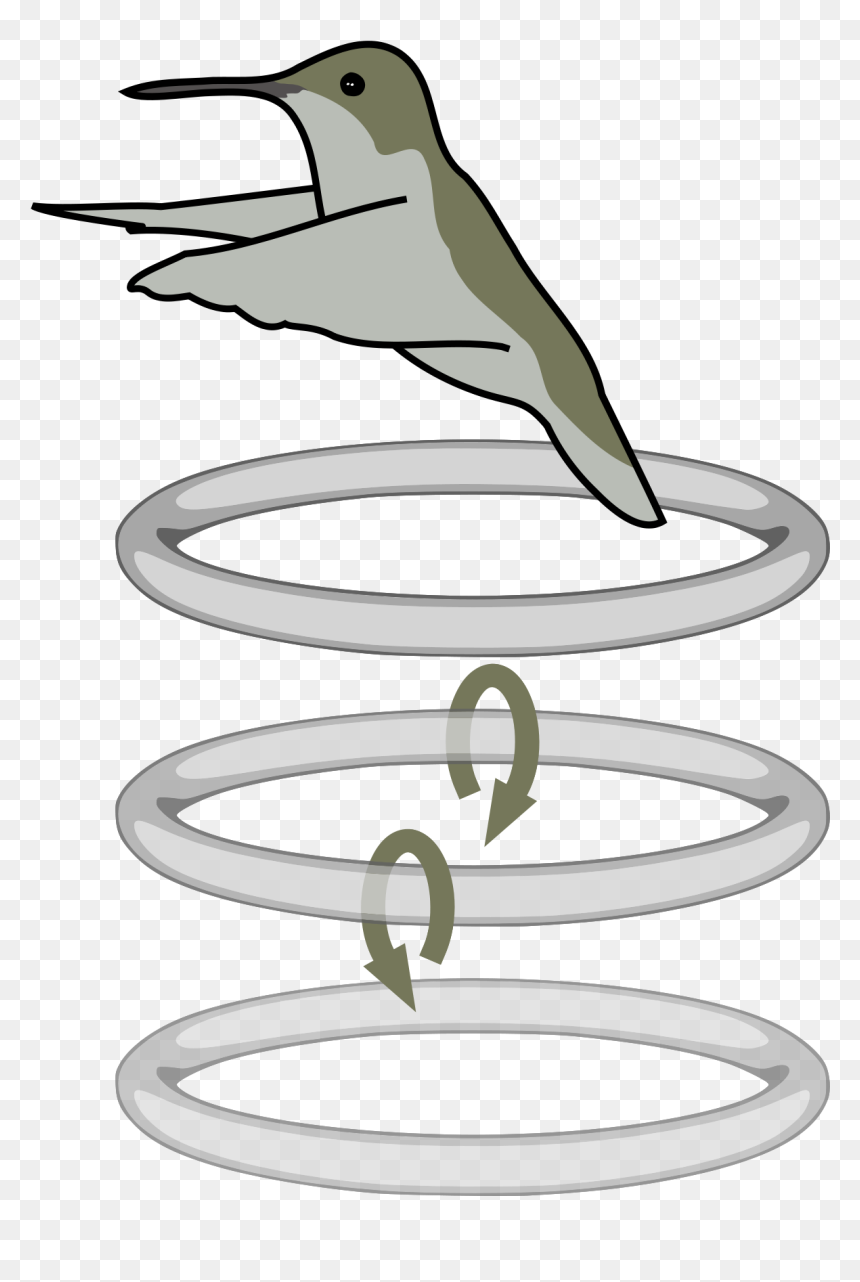 Hummingbird Flight Patterns, HD Png Download - humming bird png
