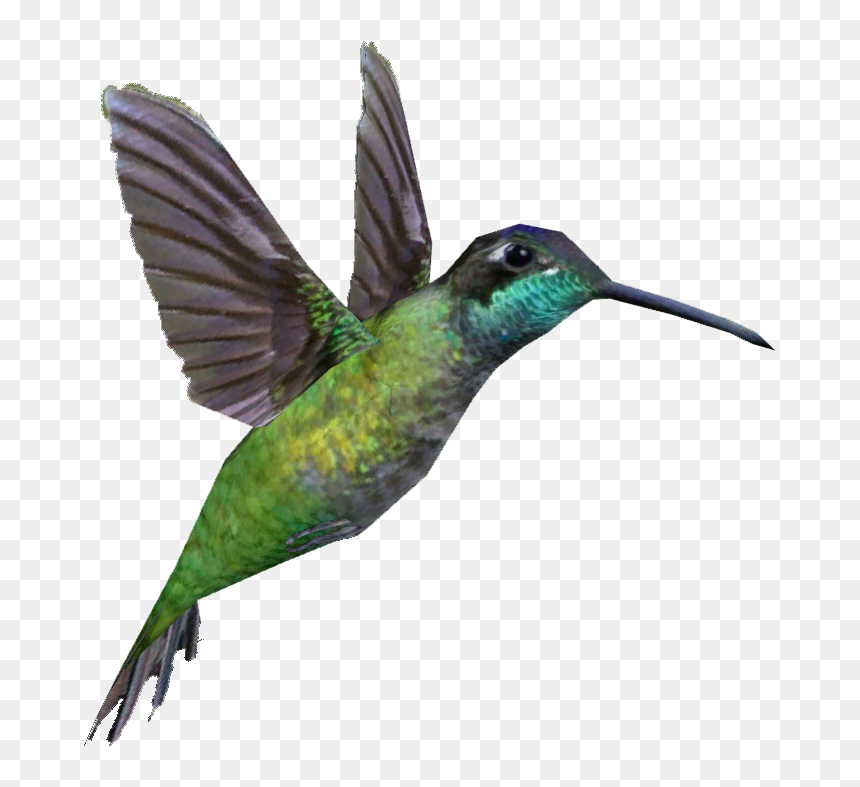 Rivoli"s Hummingbird , Png Download - Rivoli's Hummingbird, Transparent Png - humming bird png