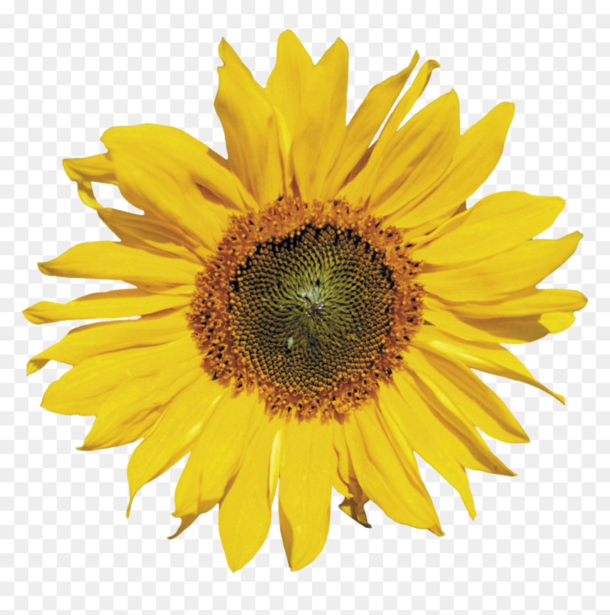 Sunflower Png - Subflower Transparent Background Png, Png Download - sun flower png