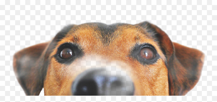 #freetoedit - Peeking Pet Png Hd, Transparent Png - peeking png