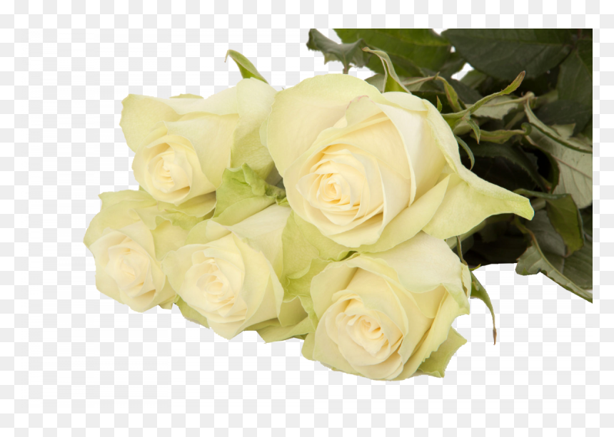 Athena - Garden Roses, HD Png Download - athena png