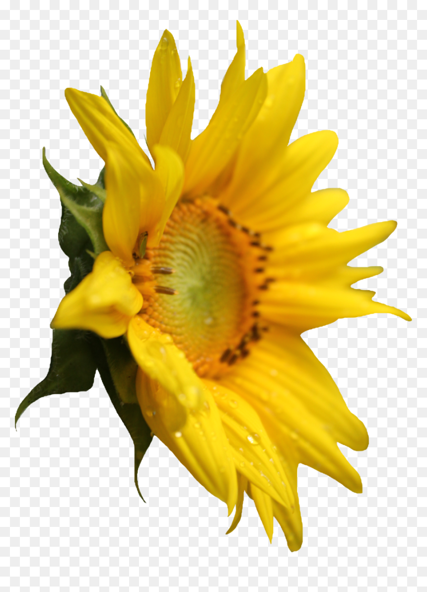 Sunflower Png Image, Transparent Png - sun flower png