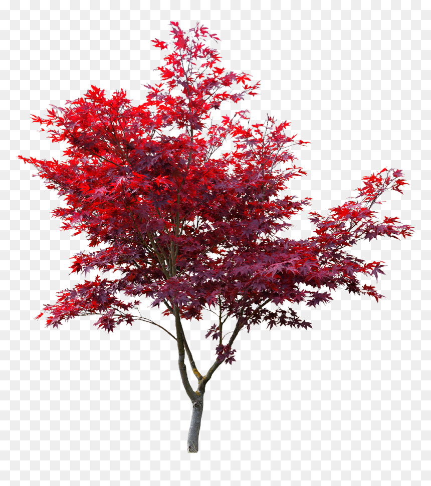Transparent Red Maple Png - Transparent Japanese Maple Png, Png Download - maple png