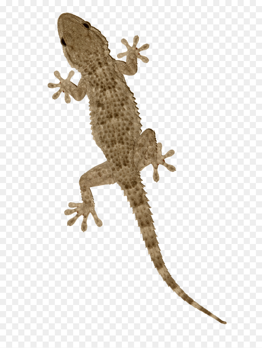 Gecko Is A Reptile, HD Png Download - gecko png