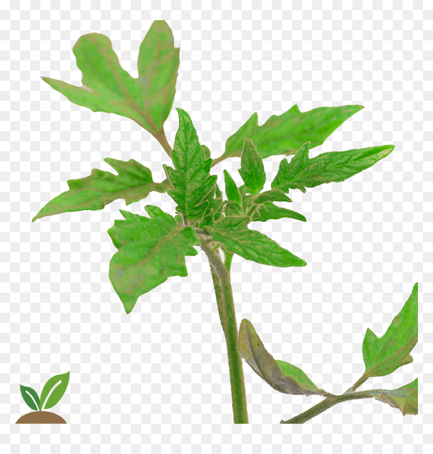 Mata De Coco Png - Tomate Mina, Transparent Png - tomate png
