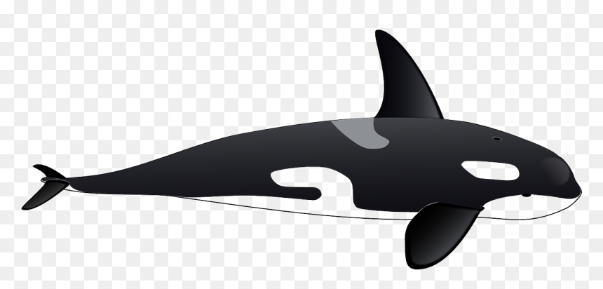 Orca Whale Full Body, HD Png Download - sea life png