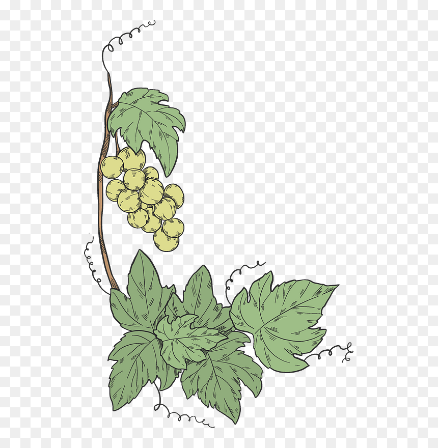 Grapevine Clipart - Illustration, HD Png Download - grapevine png