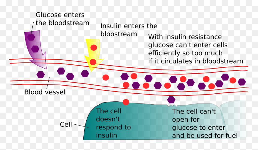 Diabetes And Insulin Resistance Clip Arts - Insulin Resistance, HD Png Download - diabetes png