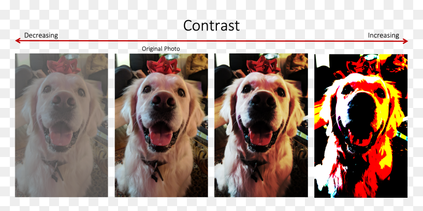 Four Dog Photographs Increasing In Contrast From Left - Companion Dog, HD Png Download - red arrow .png